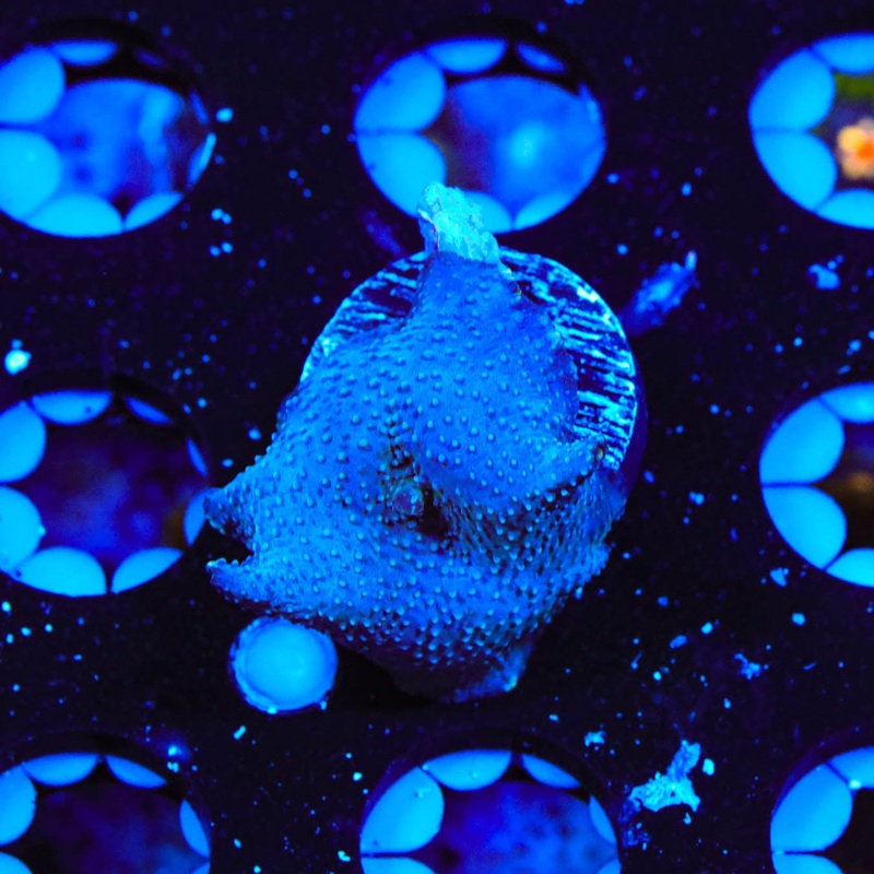 Blue Mushroom Coral