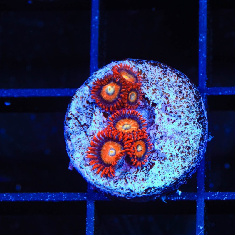 ECC Shatterfield Zoanthids Coral