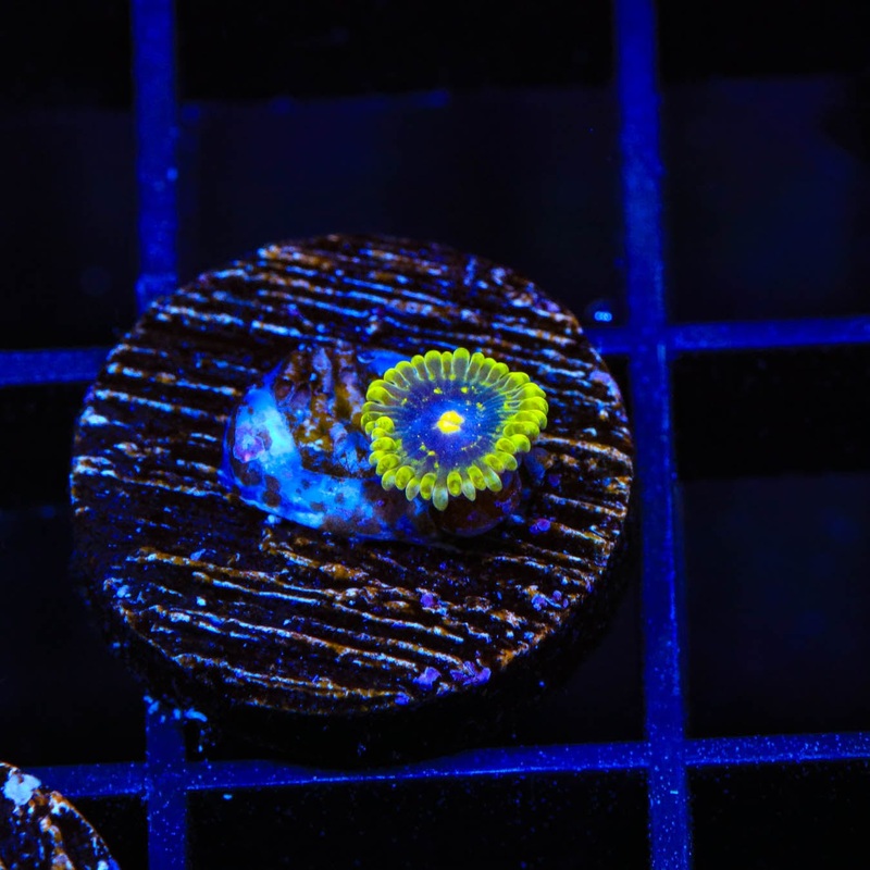 Exosphere Zoanthids Coral