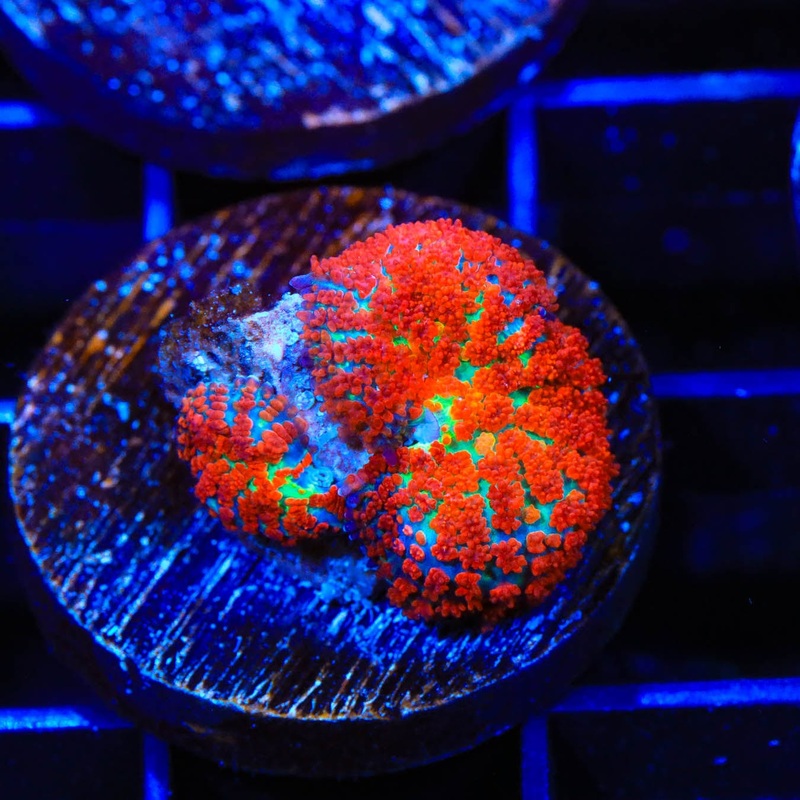 Forest Fire Mushroom Coral