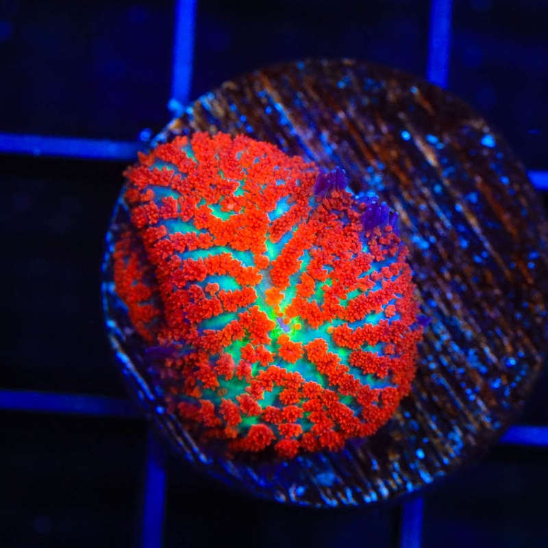 Forest Fire Rhodactis x2 Mushroom Coral