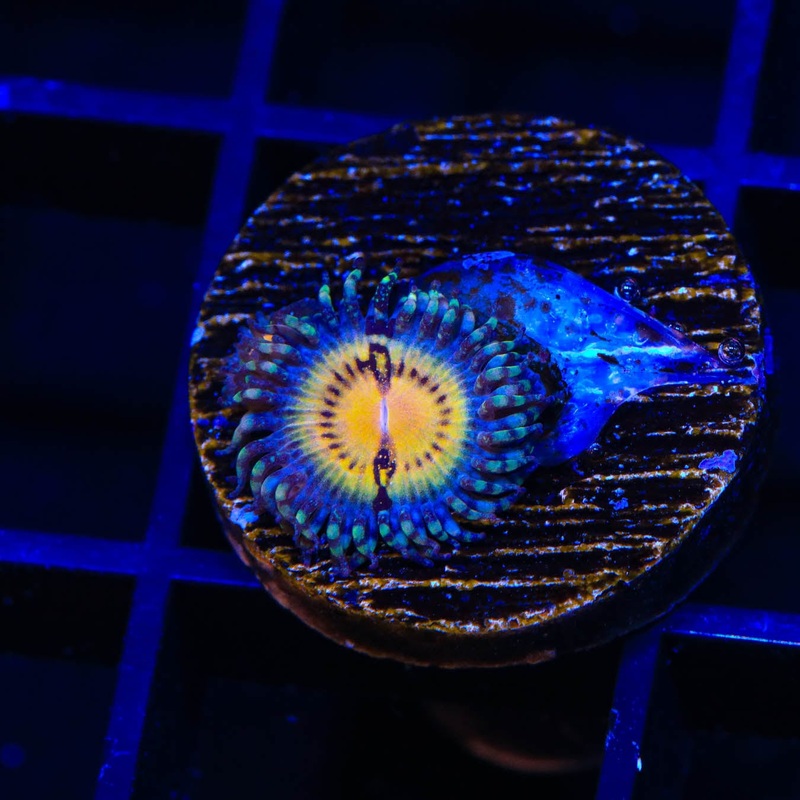 GB Butt Kisser Zoanthids Coral