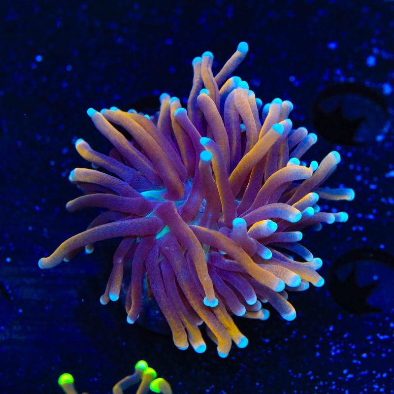 Gold Torch Coral