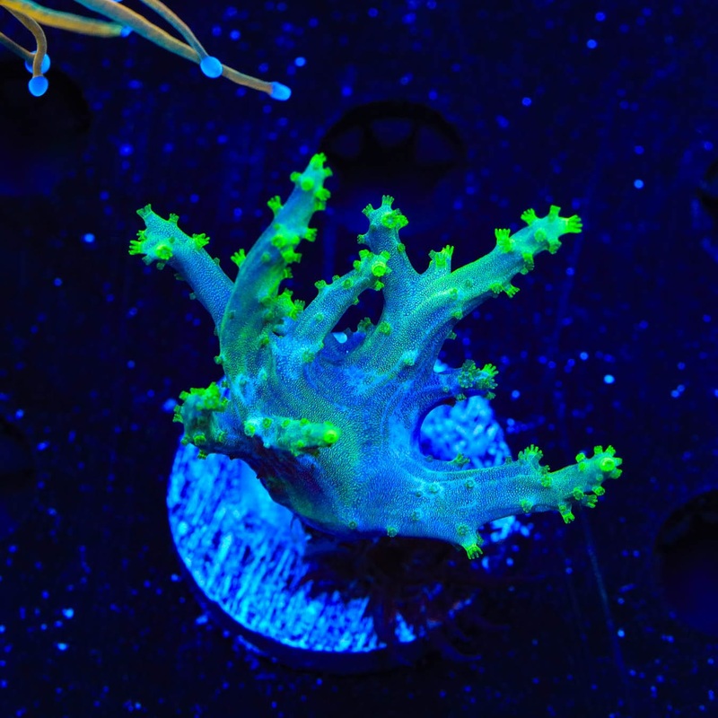 Green Leather Coral