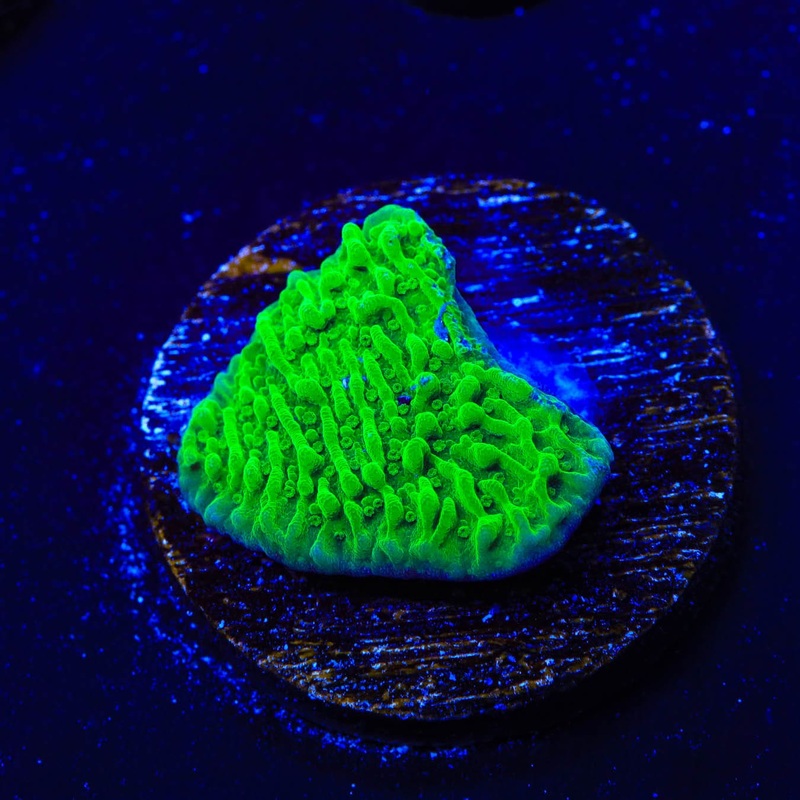 Green Montipora Cap Coral