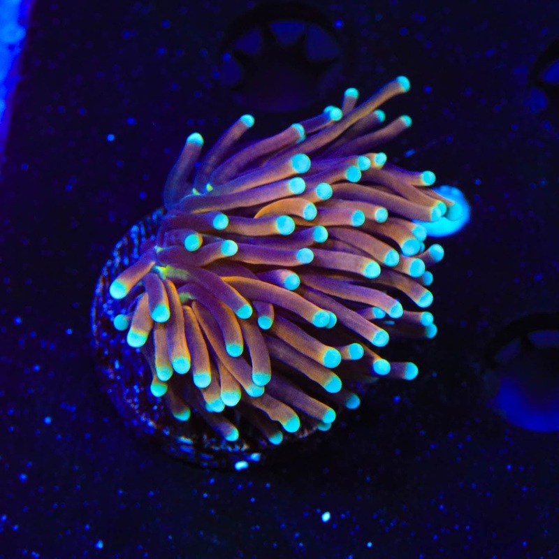 Indo Gold Torch Coral