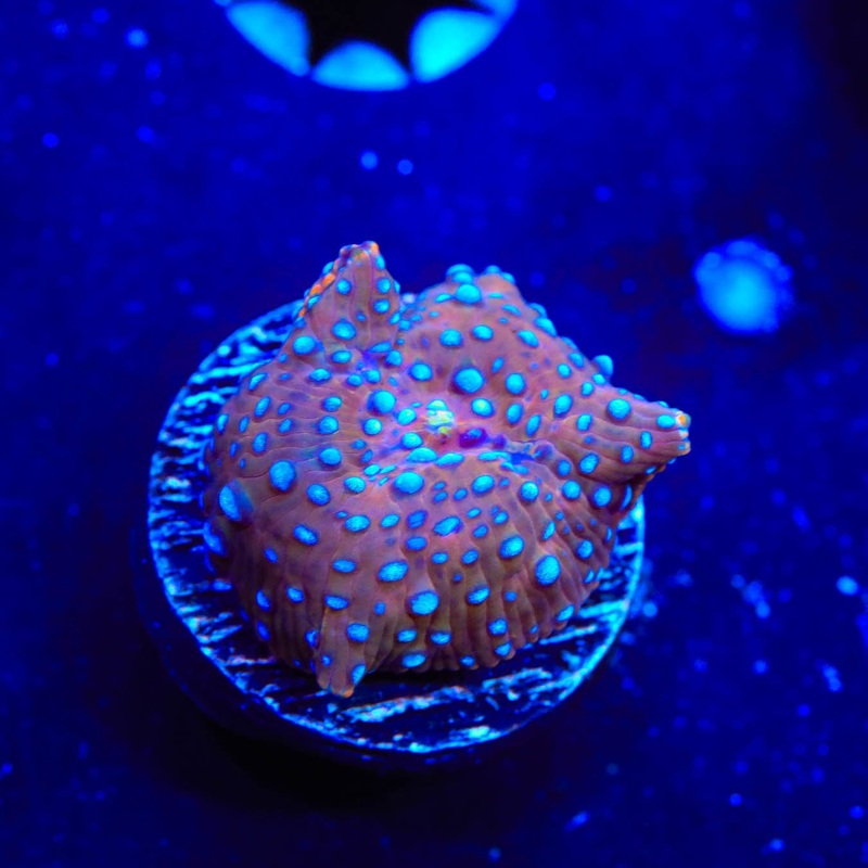 Iron Stars Mushroom Coral