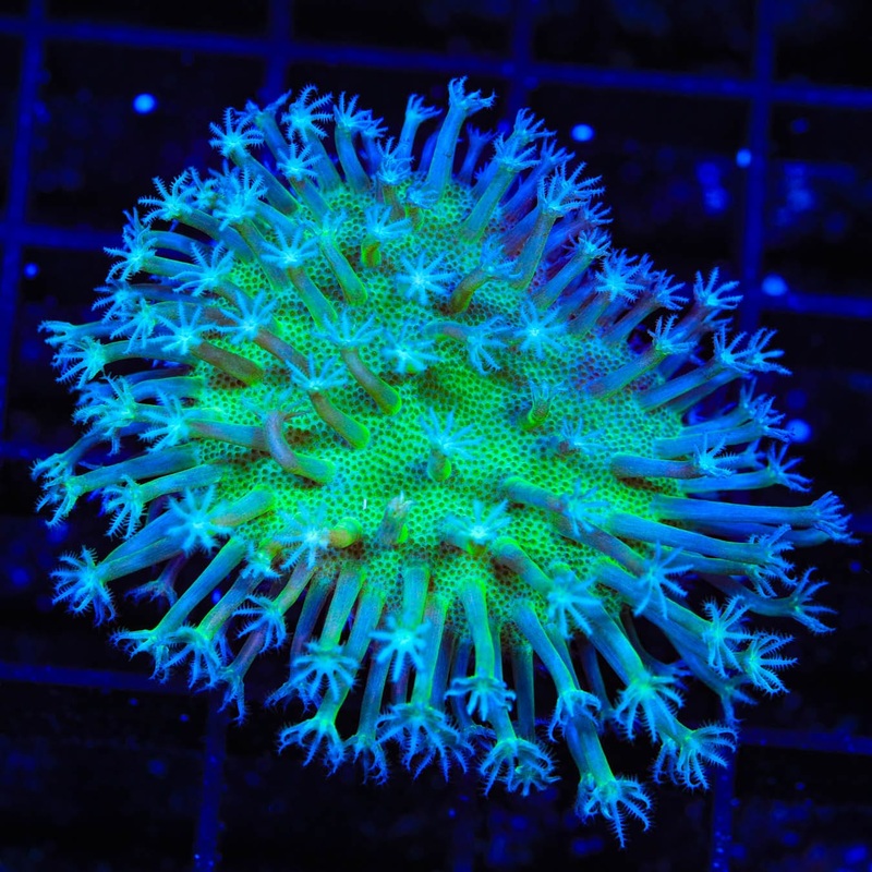 Japanese Green Toadstool Leather Coral
