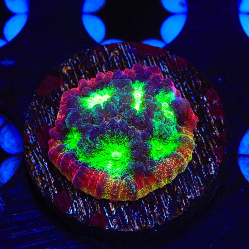 JF Psycho Rim Favia Coral