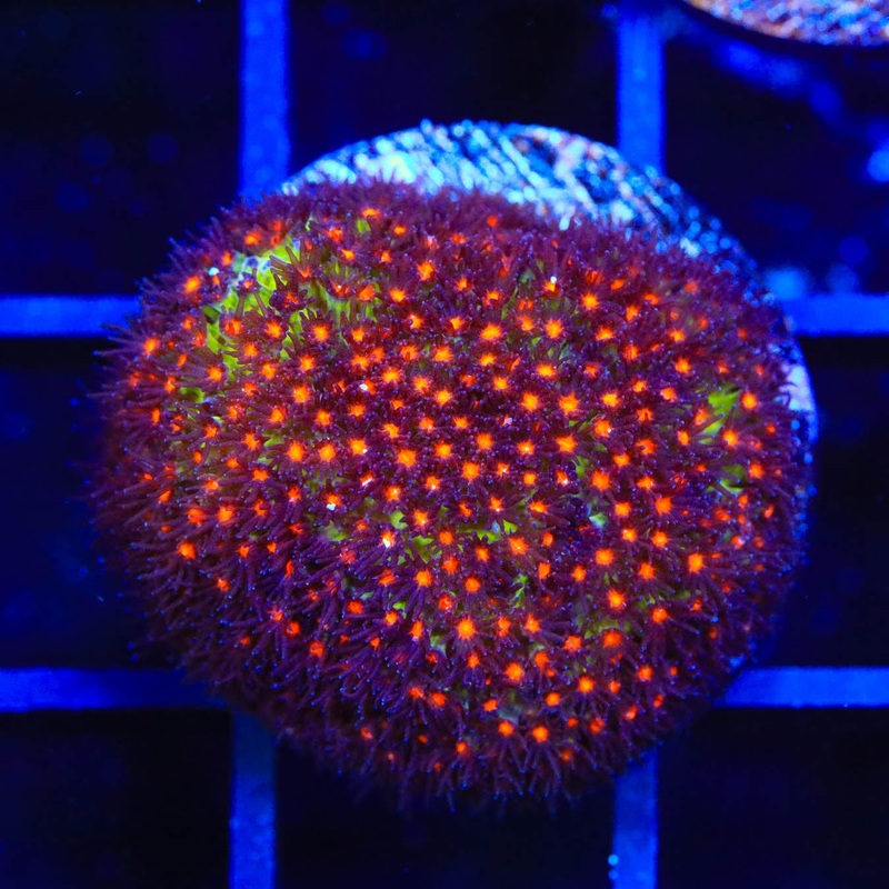 JF Sunset Stylocoeniella Coral