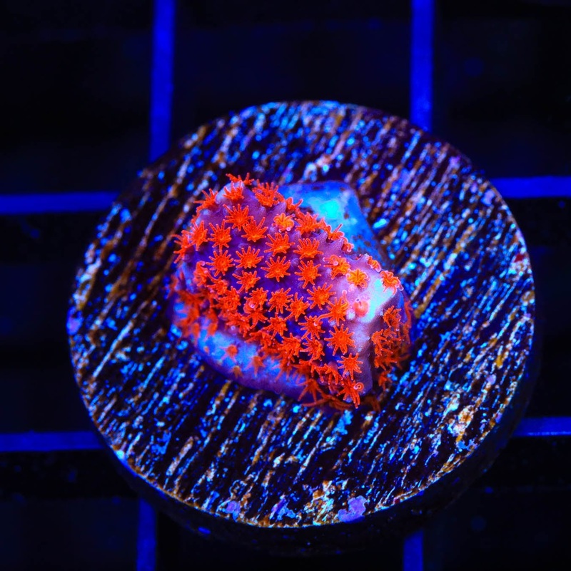JF Superman Stylocoeniella Coral