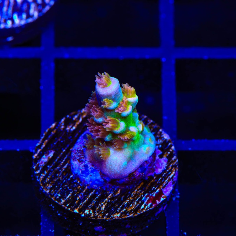 Mattv Orange Passion Acropora Coral