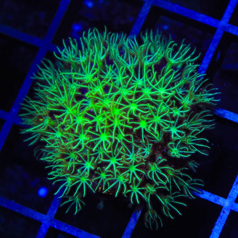 Mint Star Polyps Coral