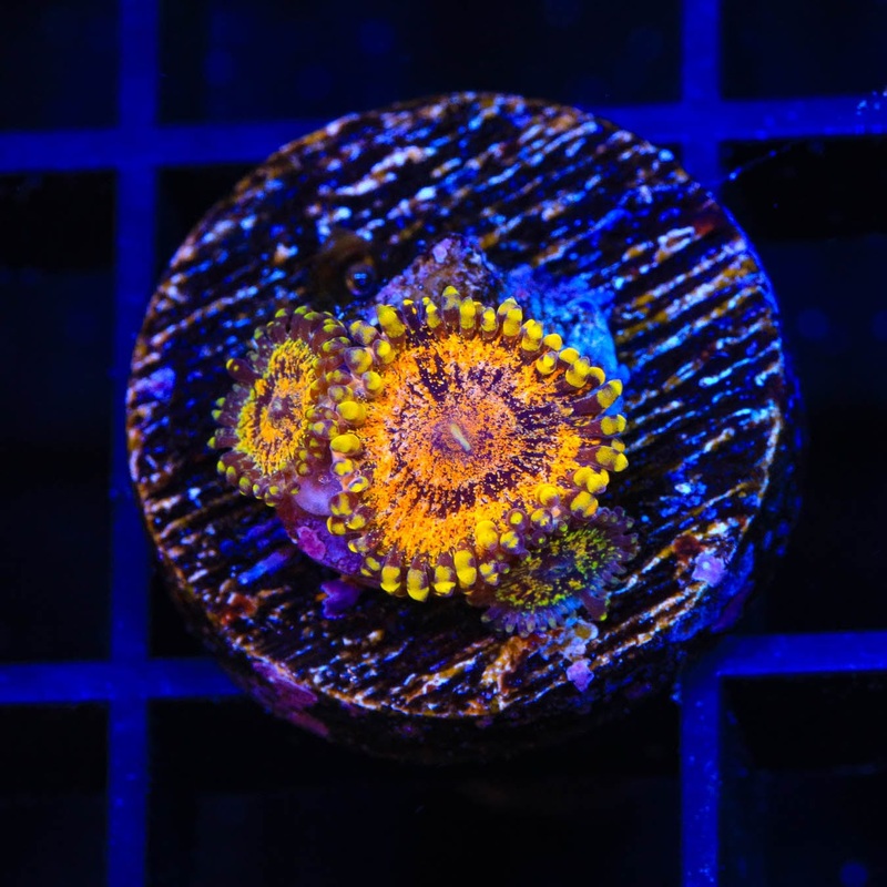OG Soprano Zoanthids Coral