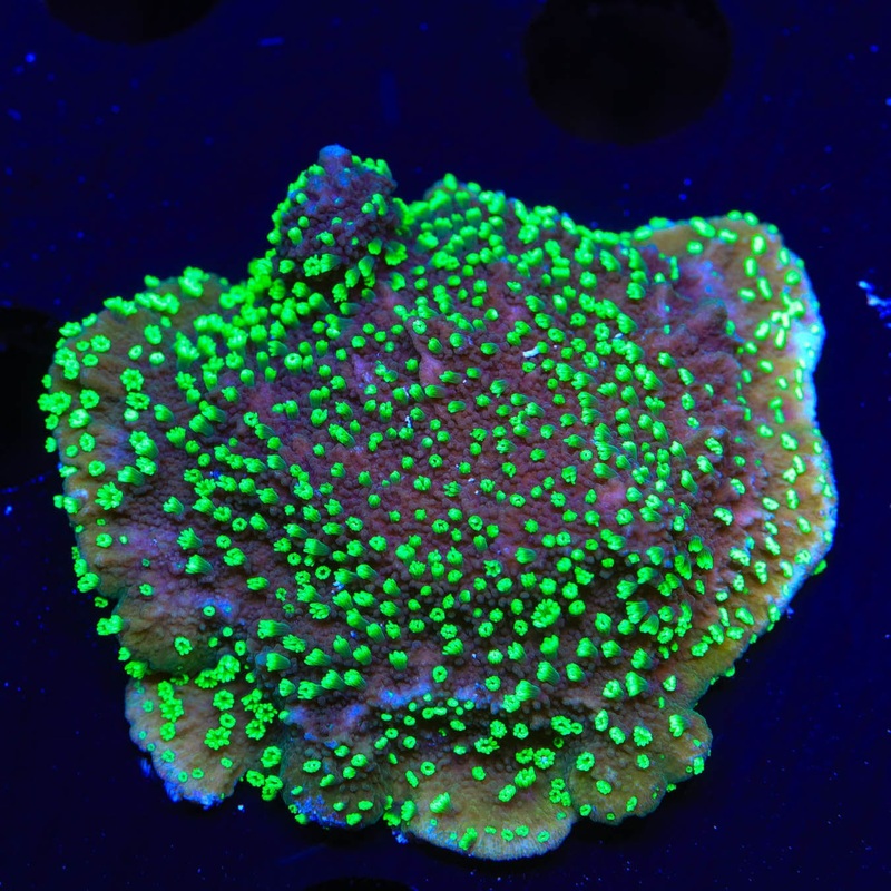 ORA Supernatural Montipora Cap Coral