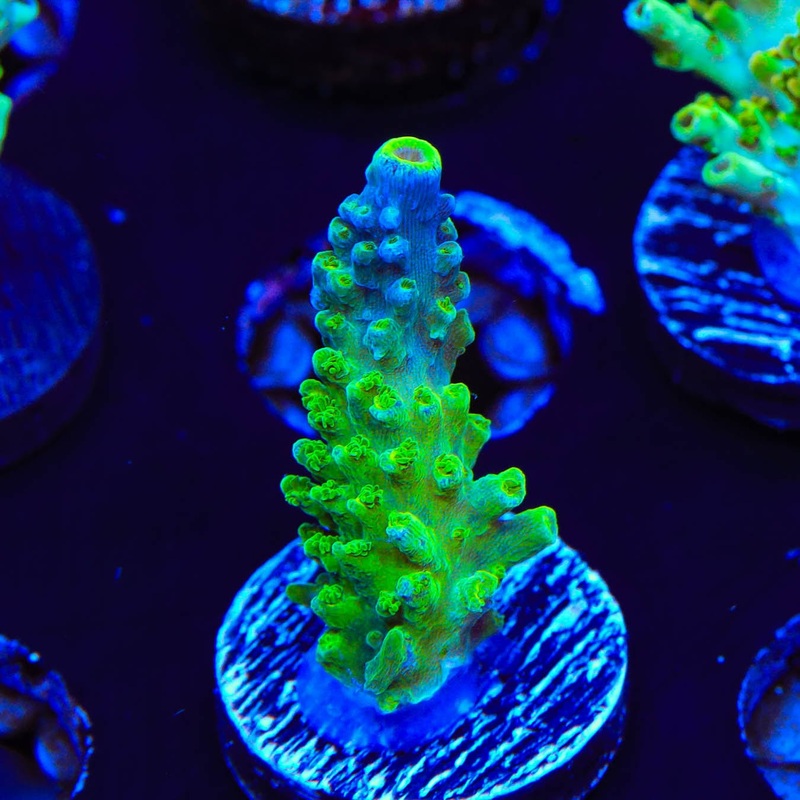 Paletta Tricolor Acropora Coral
