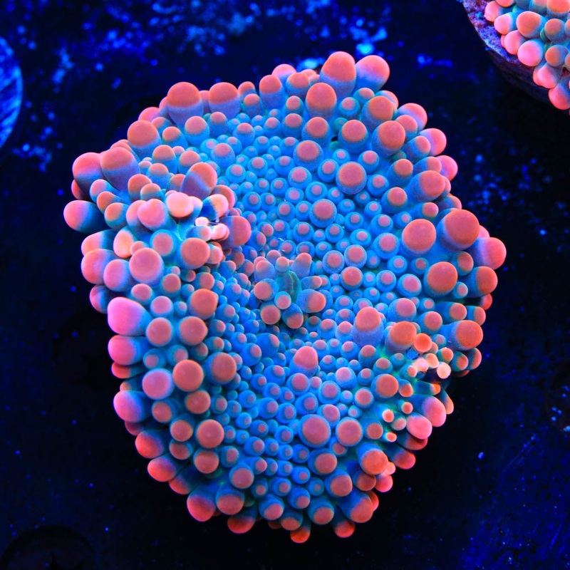 Pinky and the Brain 2" - 3" Yuma Coral