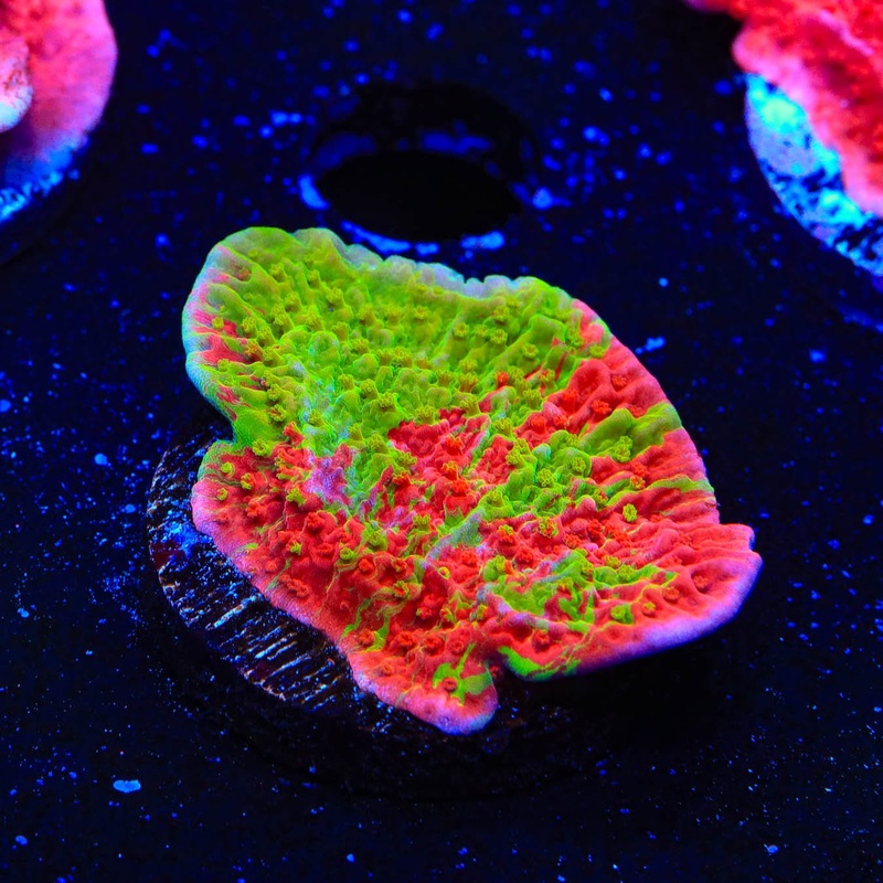 Premium WWC Grafted Monti Cap Coral