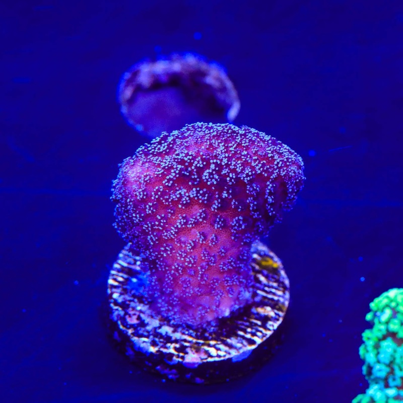 Purple Stylophora Coral