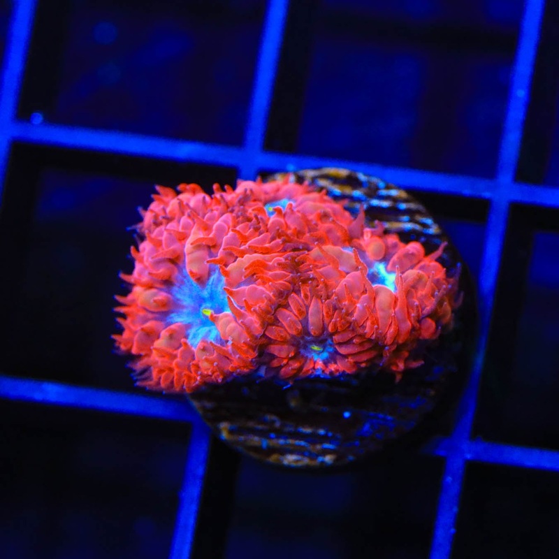 Red Hot Blastomussa Coral