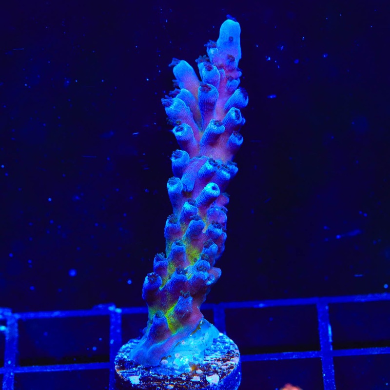 RR Aussie Gold Acropora Coral