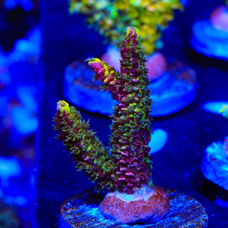 RRC Rainbow Splice Acropora Coral