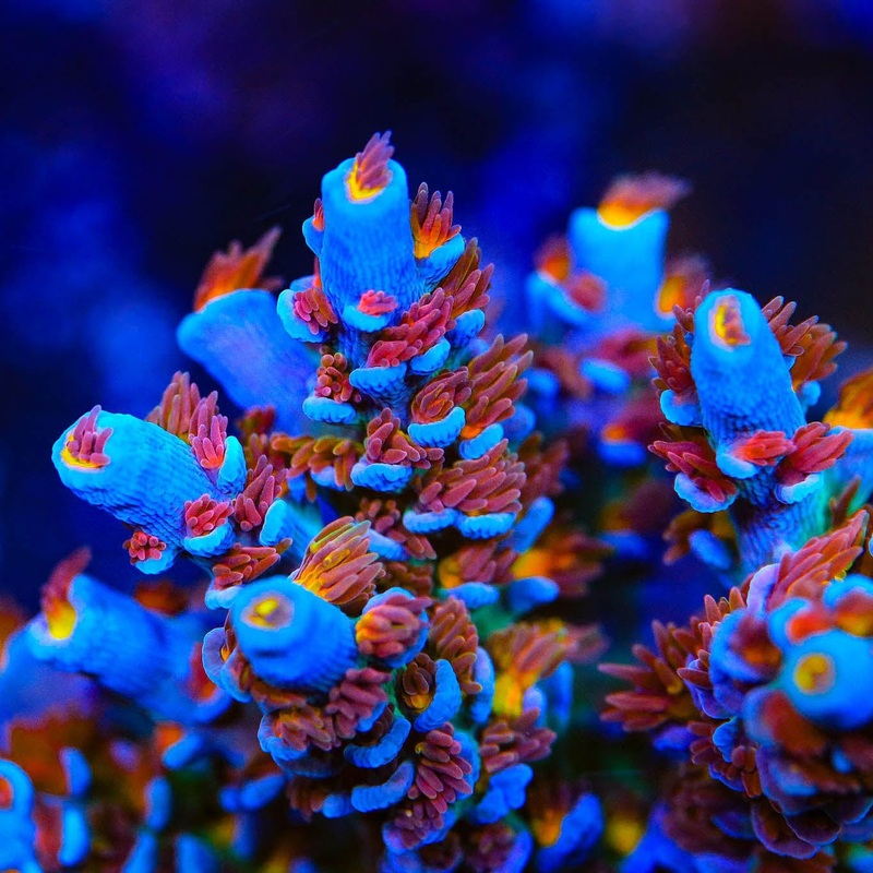 RRUSA Angry Birds Acropora Coral