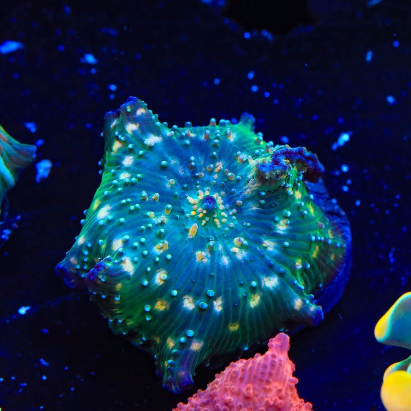 Spotted Mushroom Coral