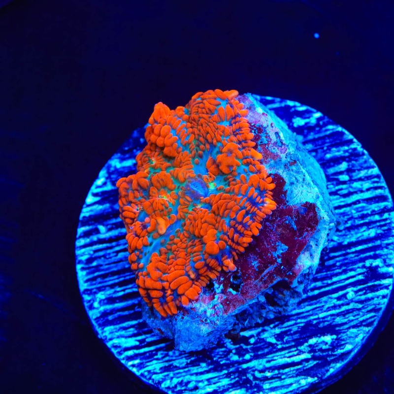 Tang Rhodactis Mushroom Coral