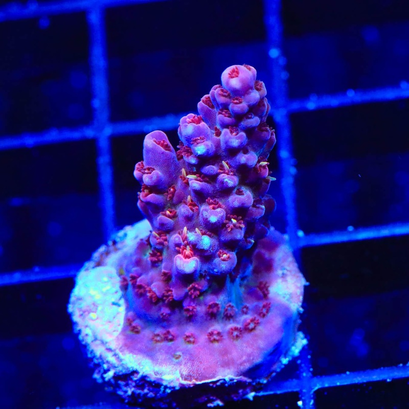 TSA Bottlerocket Acropora Coral