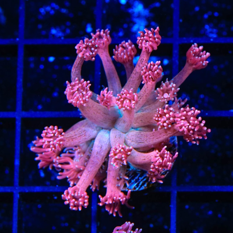 TSA Candy Margarita Goniopora Coral