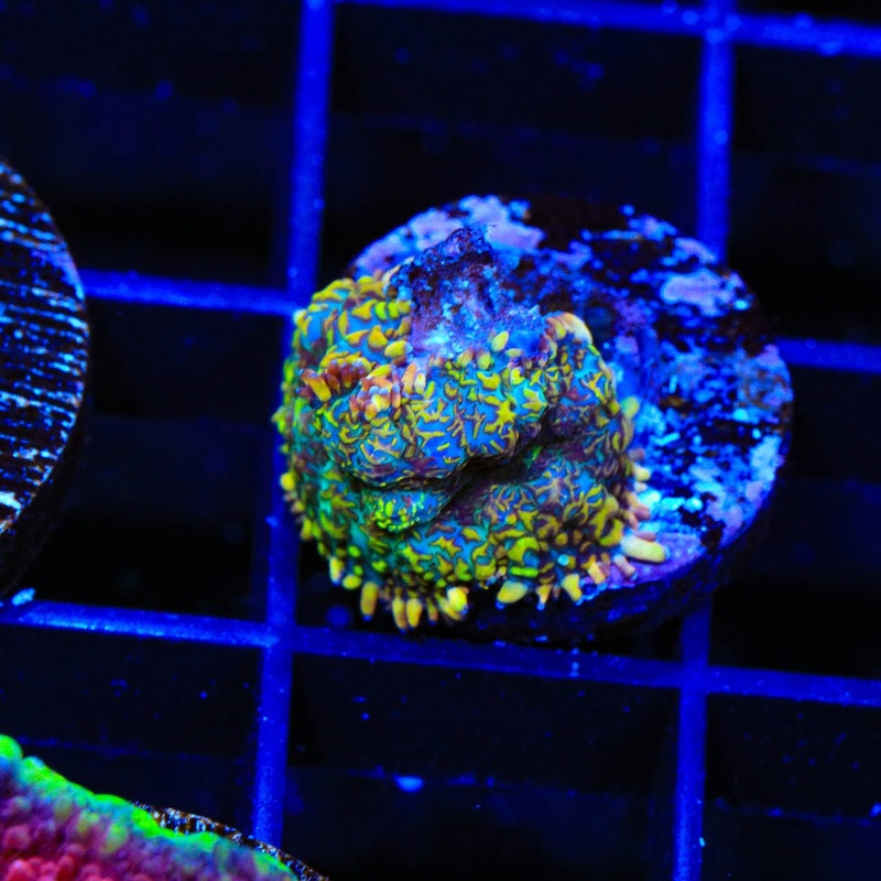 TSA Cooler Ranch Rhodactis Mushroom Coral