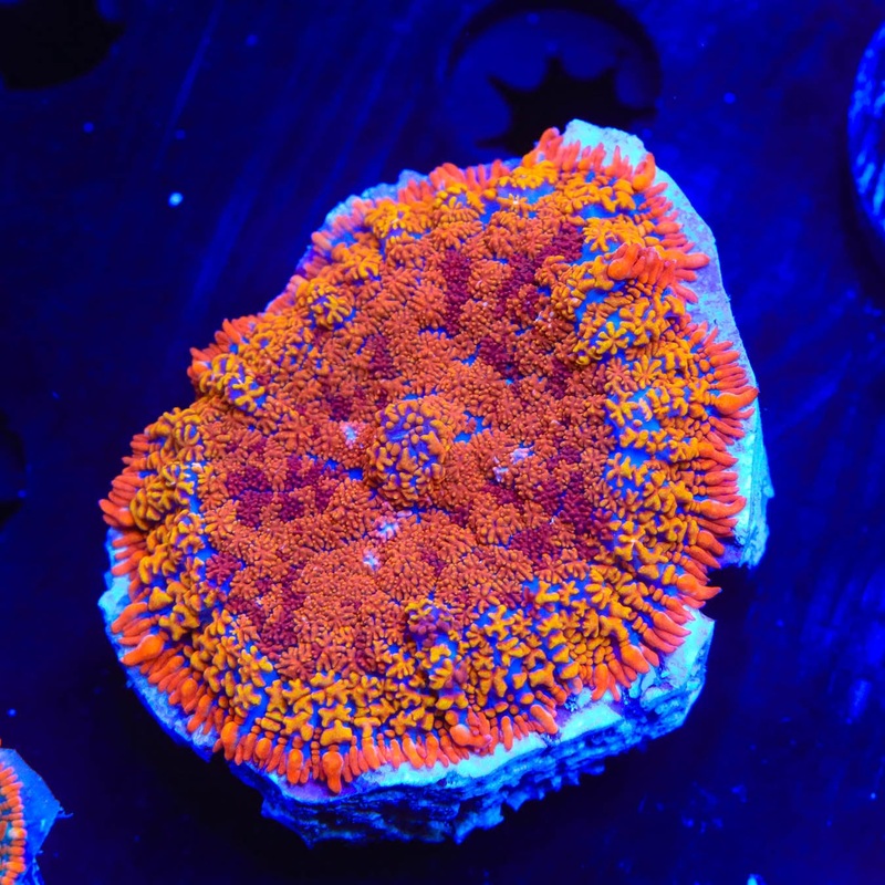 TSA Crazy Daisy Rhodactis Mushroom Coral