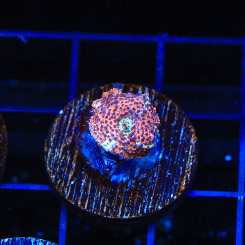 TSA Crossfire Mushroom Coral