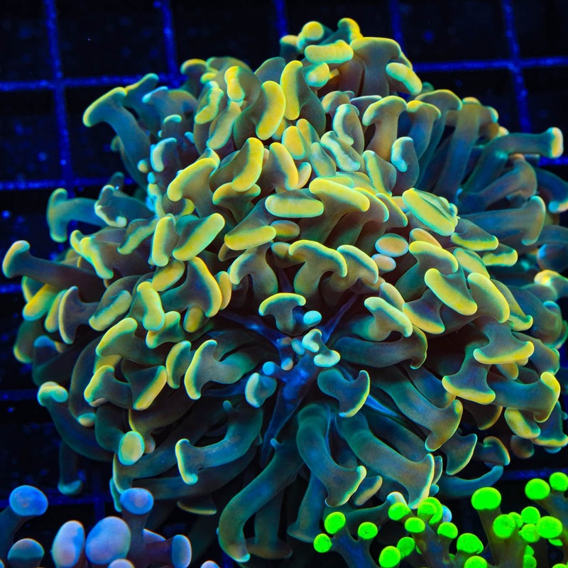 TSA Disco Hammer Coral