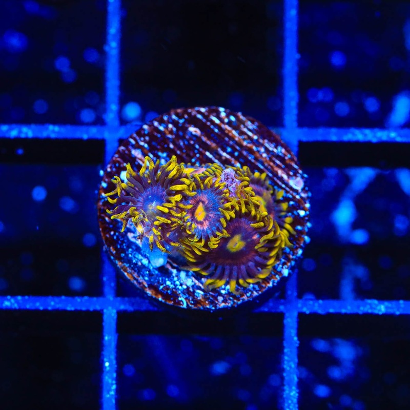TSA Galactic Burst Zoanthids Coral