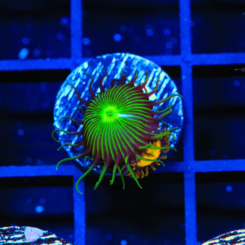 TSA Green Implosion Paly and King Midas Combo Zoanthids Coral