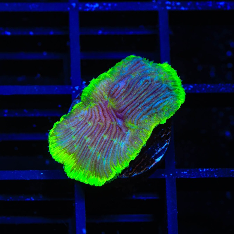 TSA Highlighter Grape Diaseris Plate Coral