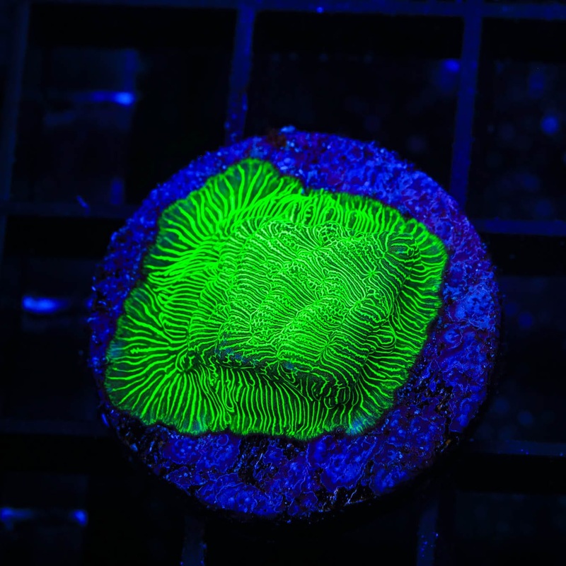 TSA Hulk Leptoseris Coral