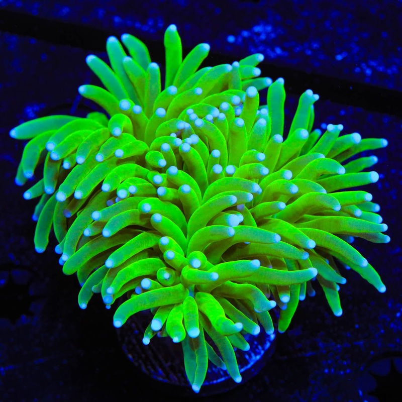 TSA Hulk Torch Coral