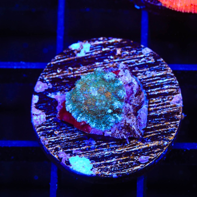 TSA Ice Blaze Rhodactis Mushroom Coral