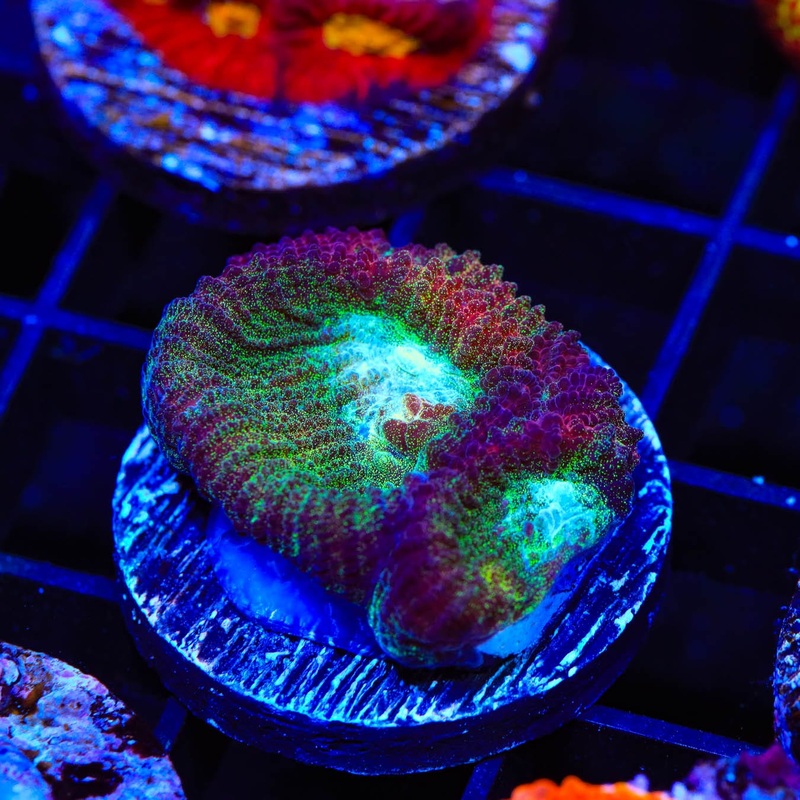 TSA Irish Favia Coral