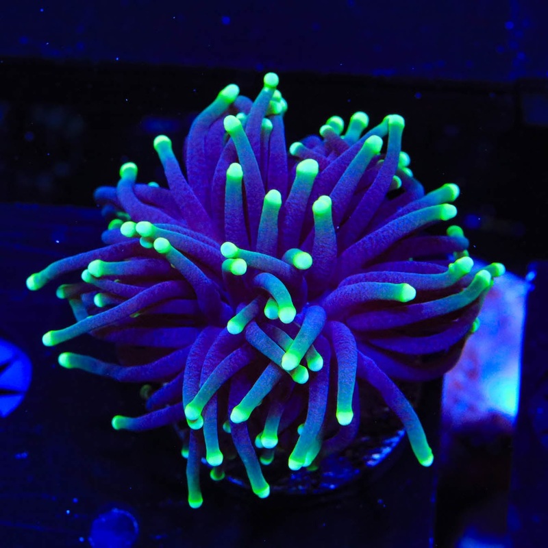 TSA Joker Torch Coral