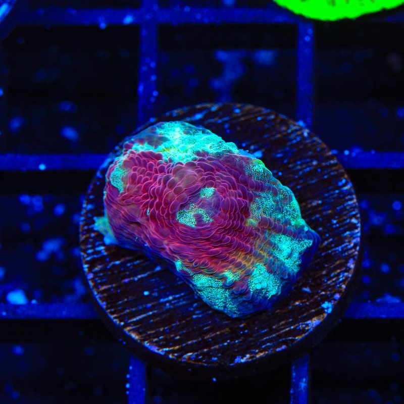 TSA Luigi Chalice Coral
