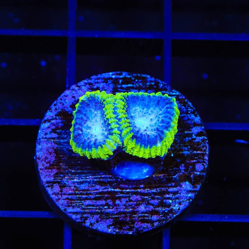 TSA Lunar Favia Coral