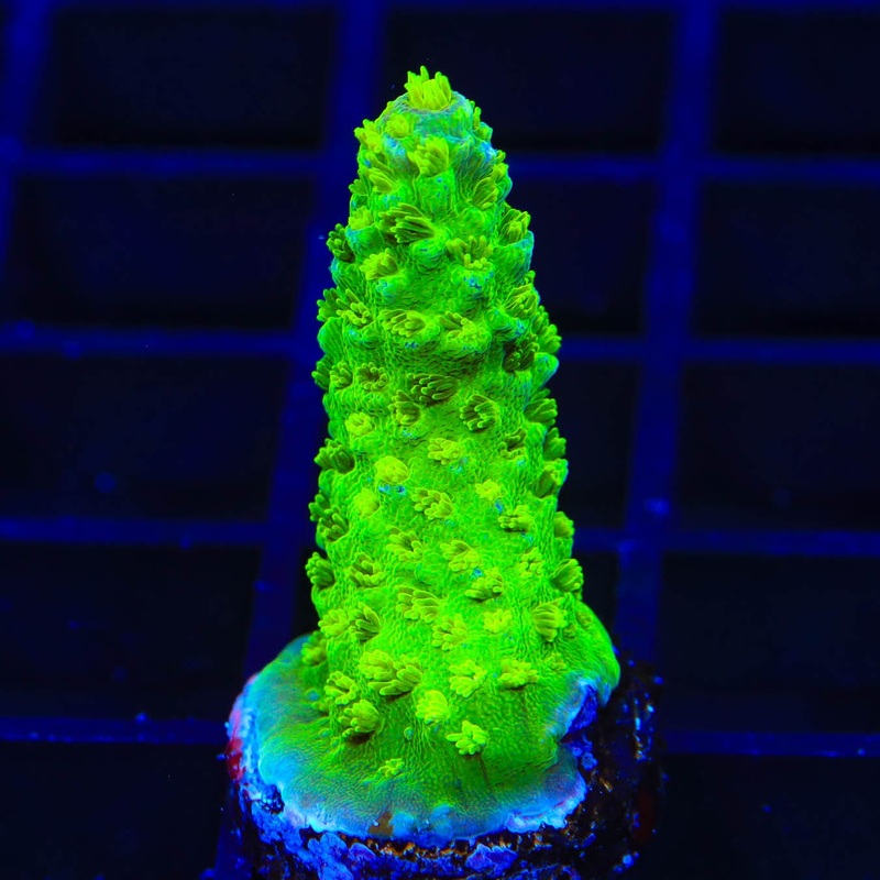 TSA Margaritaville Acropora Coral
