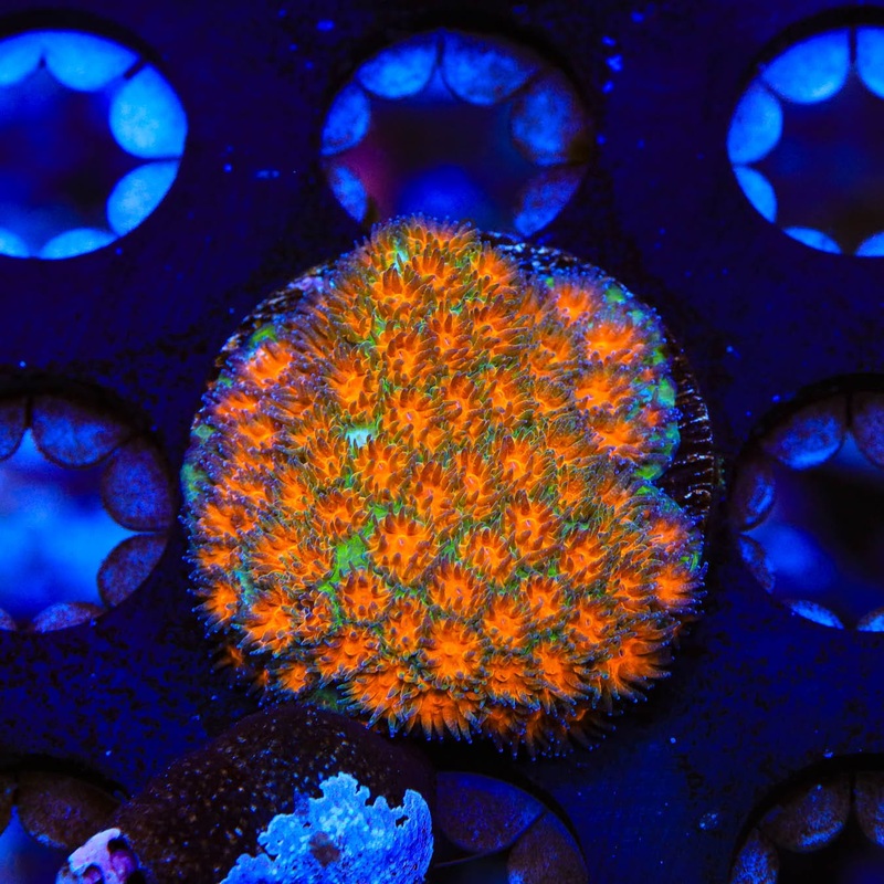TSA Mayhem Leptastrea Coral