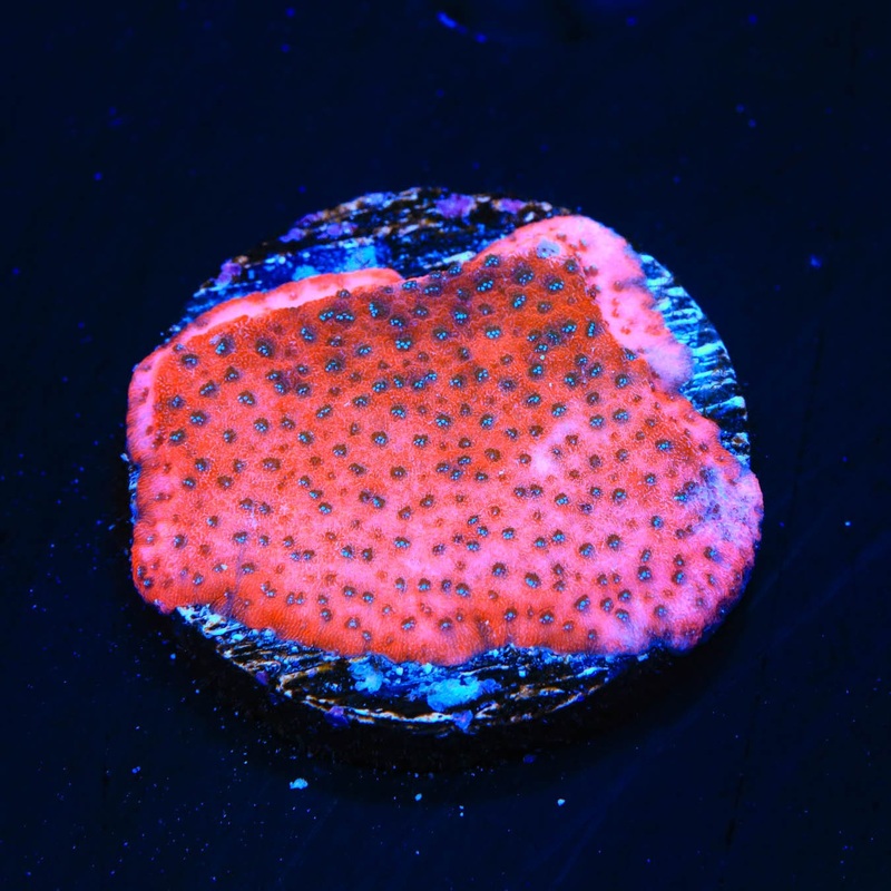 TSA Megachrome Montipora Coral