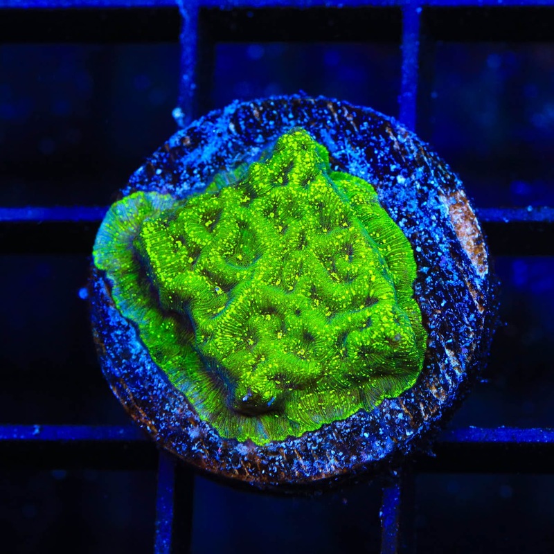 TSA Northern Lights Leptoseris Coral
