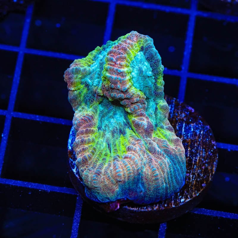 TSA Party Crasher Favia Coral